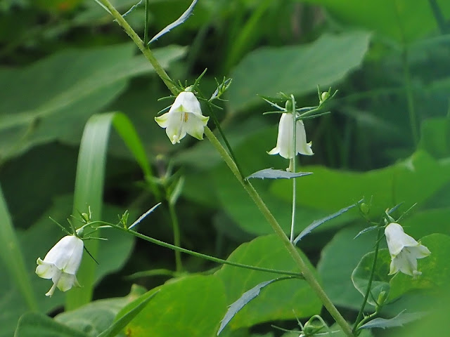 ツリガネニンジン　白花