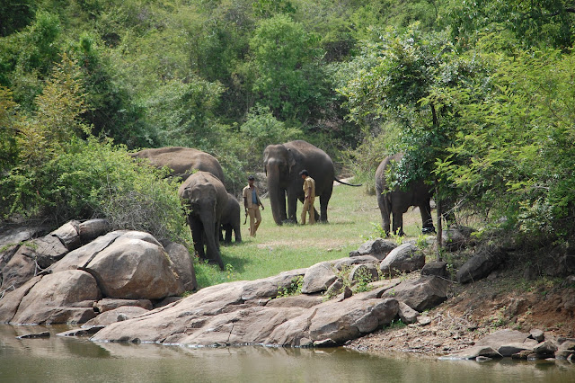 Bannerghatta-National-Park-Bangalore