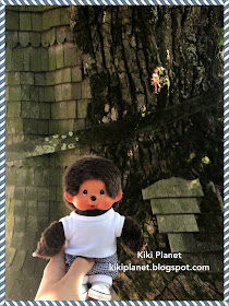 chêne d'alouville normandie, Abbé du détroit, notre-dame-de la paix, kiki, monchhichi, bebichhichi