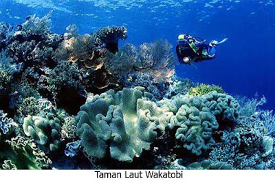 https://FindWisata.blogspot.com | Taman Laut Wakatobi