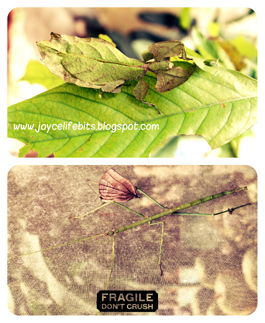 name of insect that looks like leaf and insects that look like tree branch