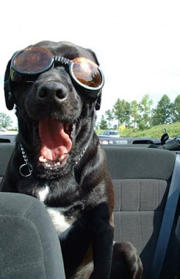 Dog wearing Doggles sunglasses