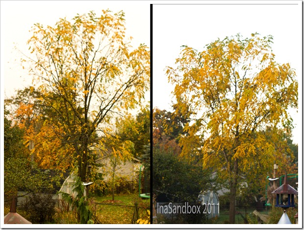 Diptych Walnut Tree