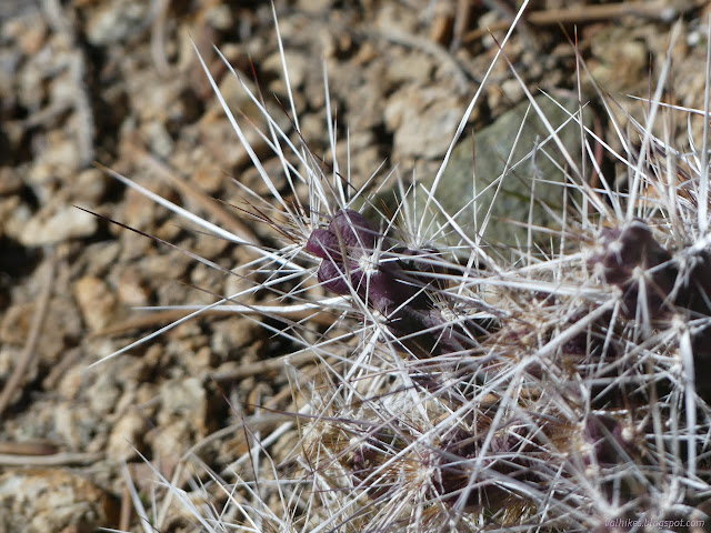 36: purple cactus finger with long spines