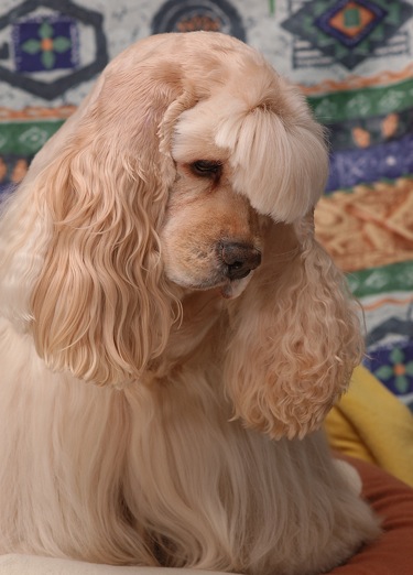 Cute Dogs: American cocker spaniel dog