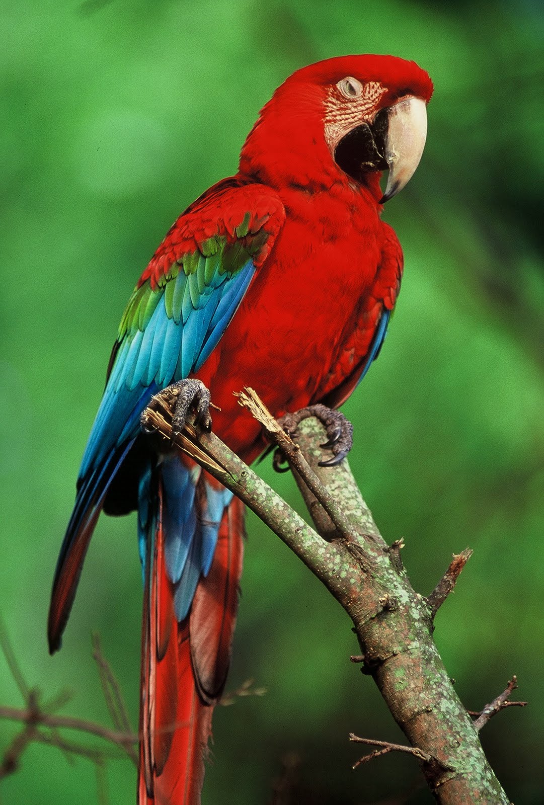 many diffrent kinds of animals at  tropical rainforest like birds