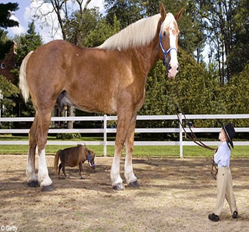 horse-eye