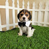 Picture of beagle puppy suit up!