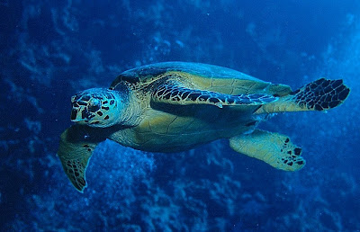 Hawksbill turtle (Eretmochelys imbricata), Red Sea