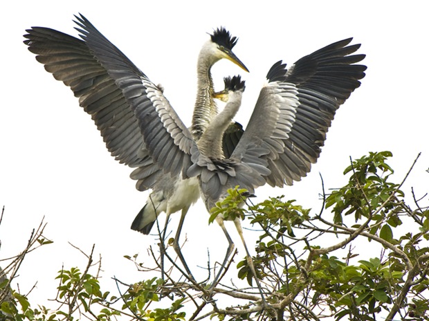 MOURAS-Wildlife-photography MOURAS-Wildlife-photography