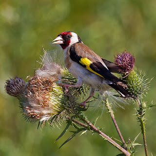 european_goldfinch_ozonesdw