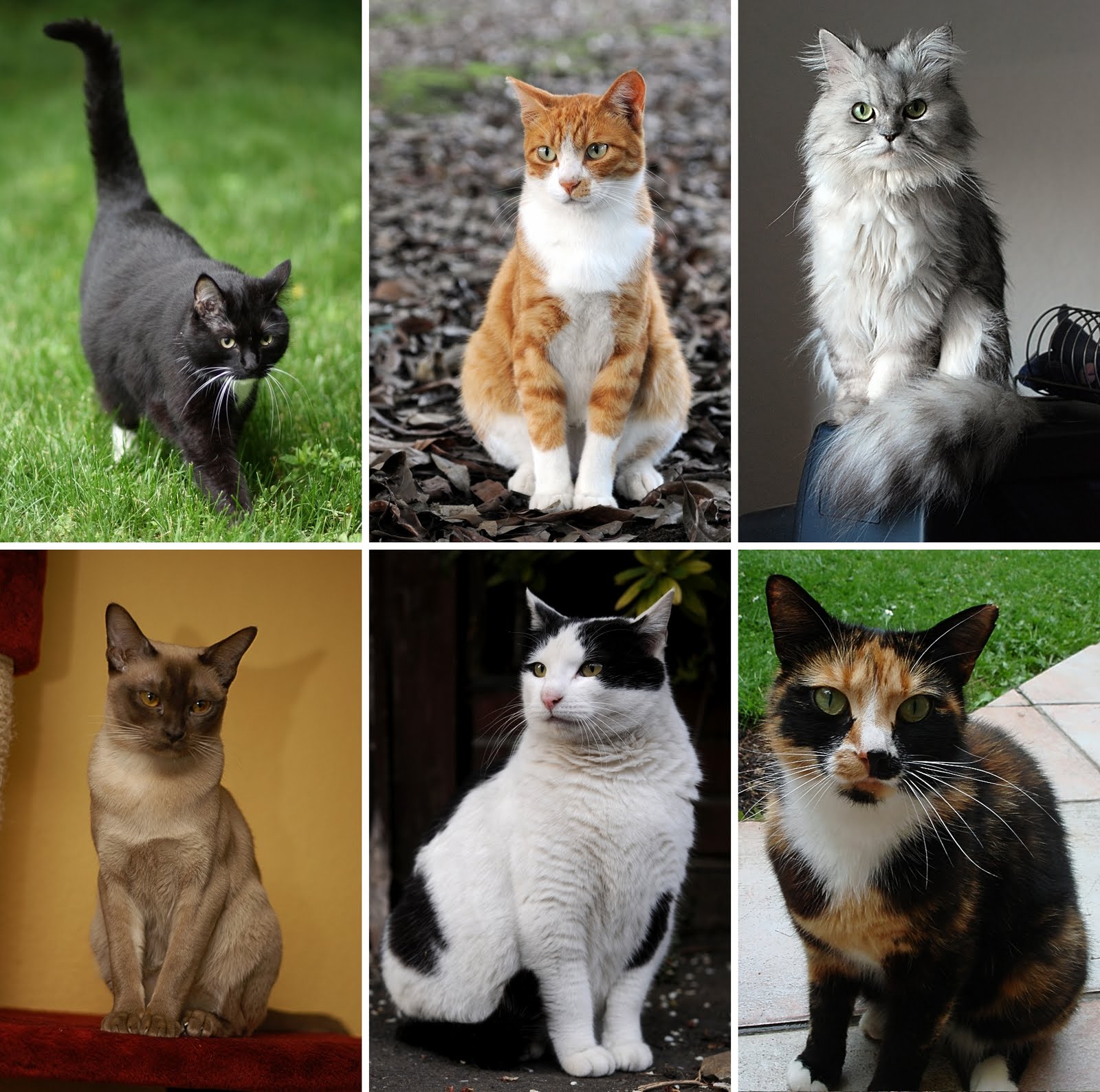 50 Jenis Kucing Di Dunia Beserta Sejarah Lengkap Berita Seputar
