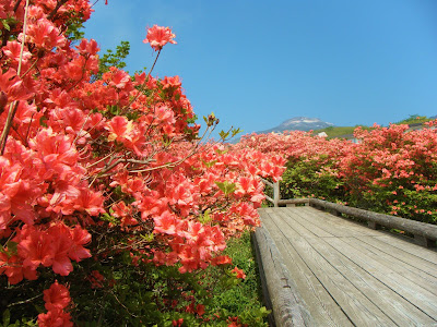 √100以上 花 那須 468735-花 那須烏山