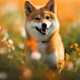 Unleashing the Power of SHIB: Milestones and Achievements
