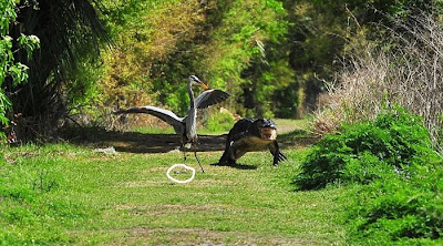 Heron Steals Baby Alligator Seen On www.coolpicturegallery.us