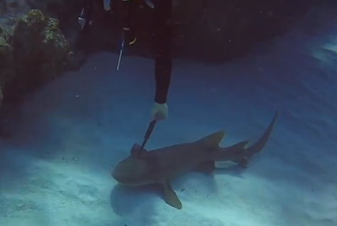 Shark with 12-inch knife in its head removed by a diver