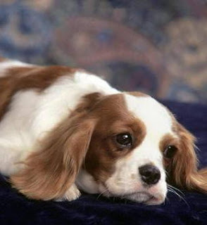 Cavalier King Charles Spaniel Dog Breeds Pictures