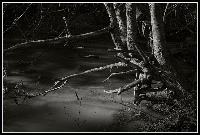 Freeze; Decay; Backyard; Nova Scotia; Apple Tree