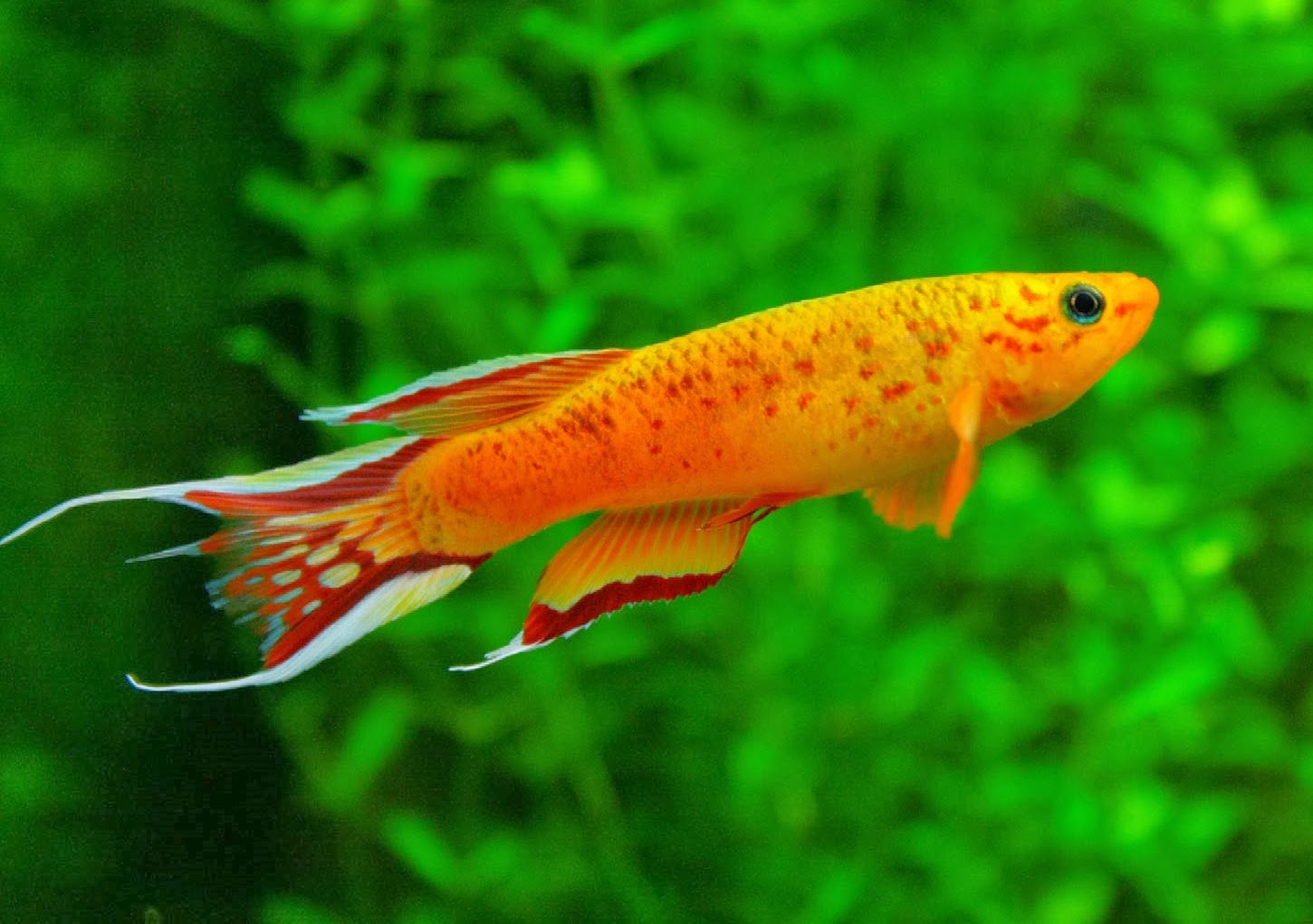  Killifish  Fishes World HD Images Free Photos