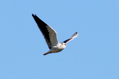 "Black-winged Kite - Elanus caeruleus,local migrant soaring overhead."