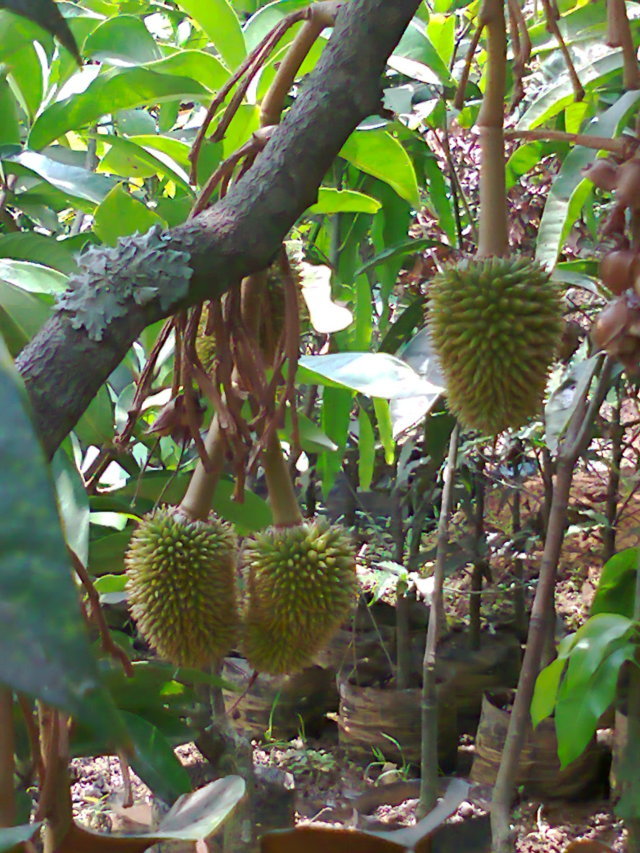 Tips Memilih Buah  Durian  Montong yang Bagus