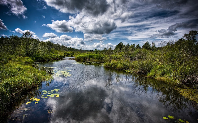 Stream Wallpapers, Natural Wallpapers, Greenery, Duckweed, HD, Backgrounds, Landscape, 1600x1000, vegetation on the banks, 