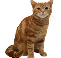 Cat Breeds - American Short Hair