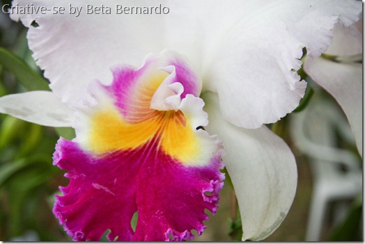 orquidea 3 menor