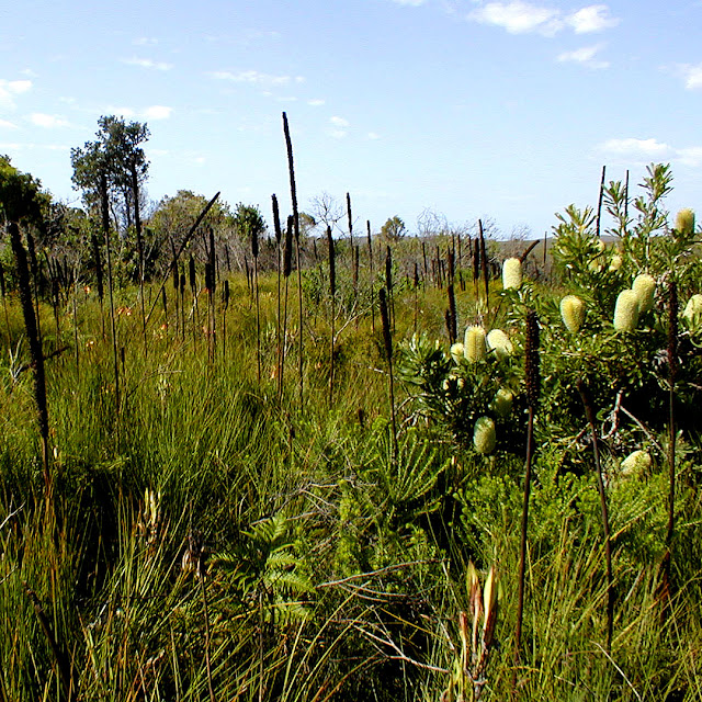 Coastal heath, Iluka, NSW, Australia. Photo by Loire Valley Time Travel.