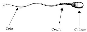 Dibujo del espermatozoide está dividido en 3 partes: Cabeza, cuerpo y cola 