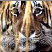 Tiger evades hunters, kills 10th victim in India