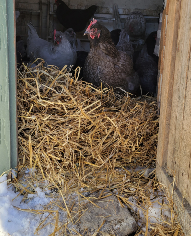 Winterizing Your Chicken Coop: Essential Tips - My Homestead Life