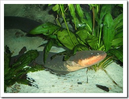 800px-Electric-eel