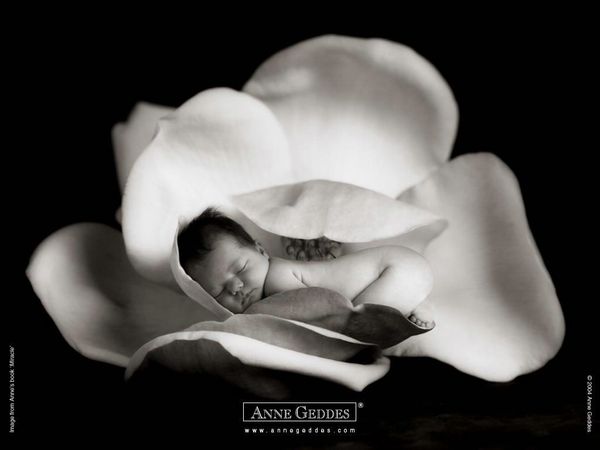 Baby Pictures Anne Geddes Photos