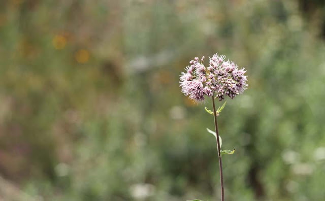 Joe-Pye Weed Flowers