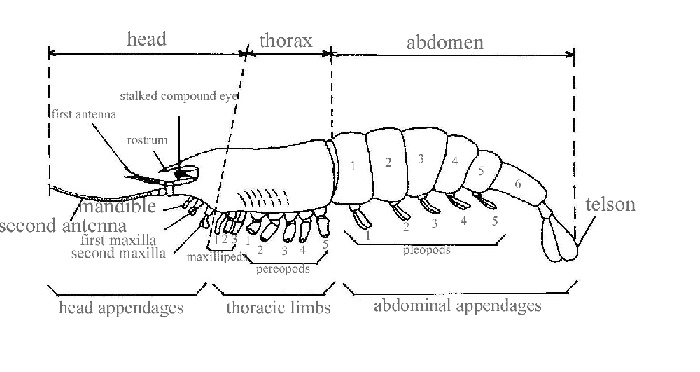 Animalia Cakrawala