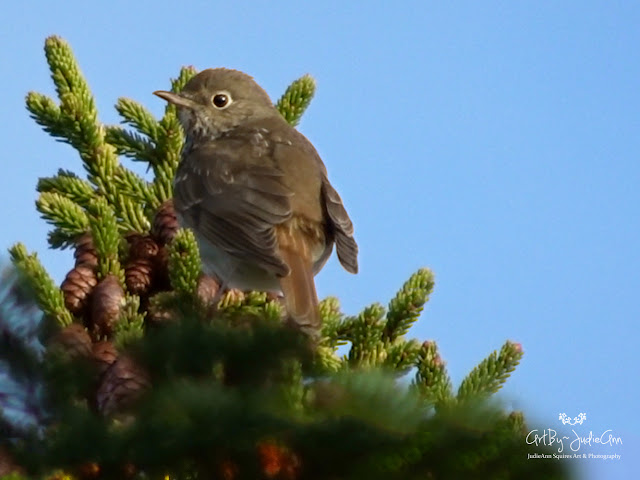 Newfoundland Birds