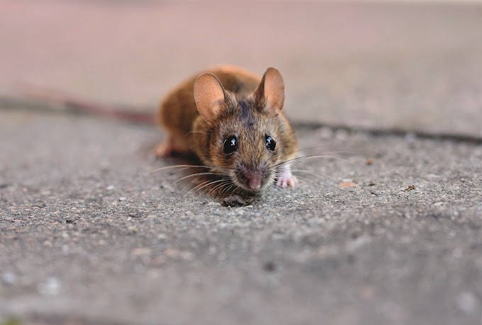 Mengatasi Hama Tikus di Rumah