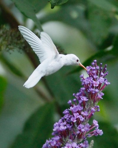 Hummingbird | A-Z List of 125 Rare Albino Animals [Pics]