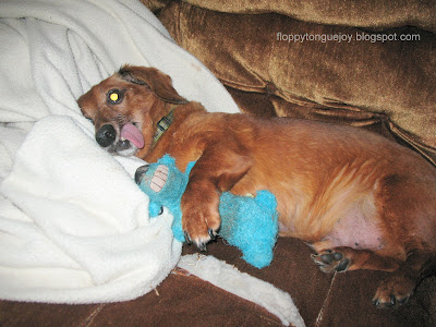 dachshund hugging his blue chewy