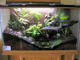 Classroom Terrarium