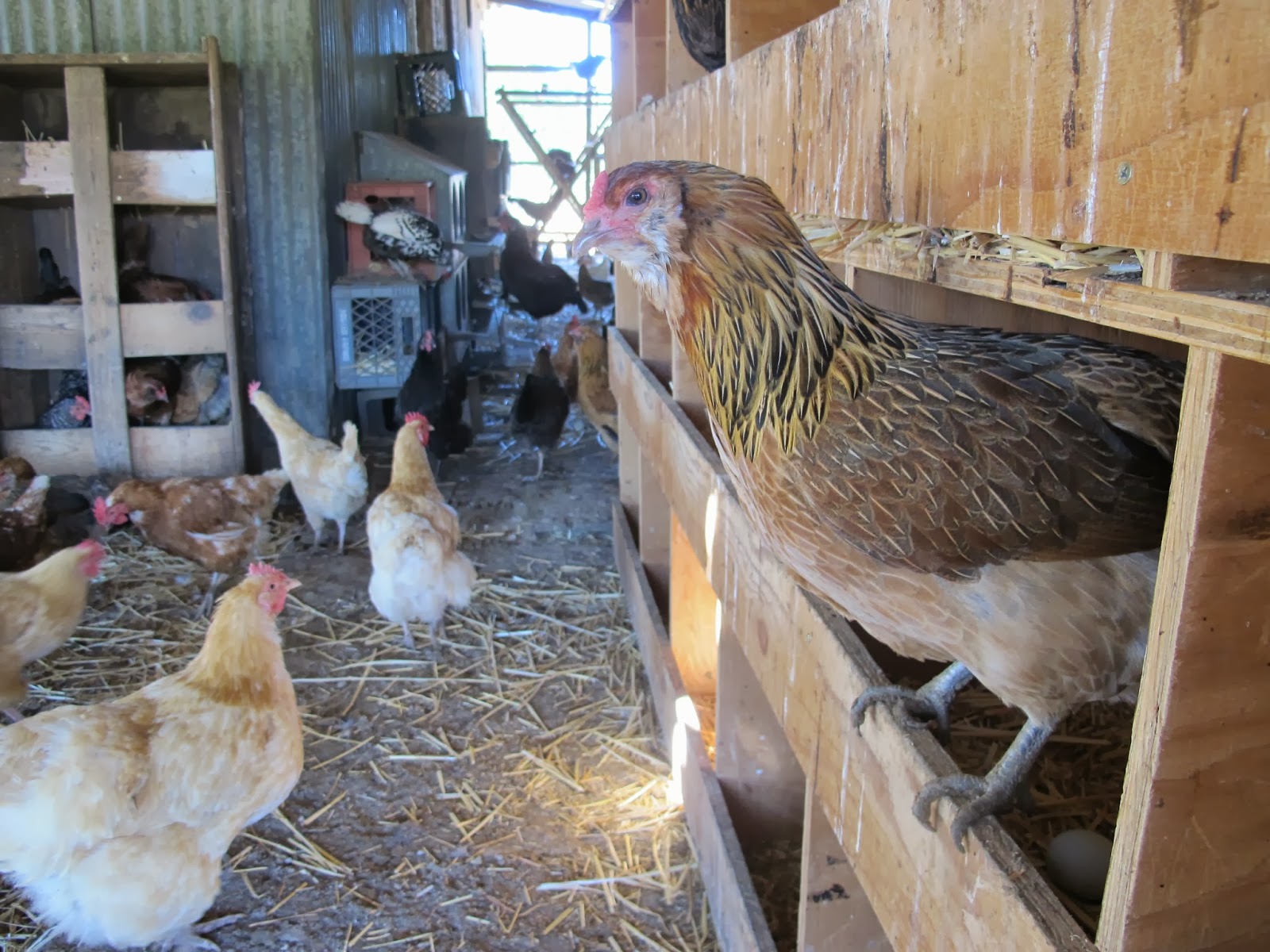 Taramasso Ranch This Is How I Want My Chicken Raised Munchie Musings