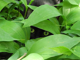 cat hides in bushes, funny cat photos