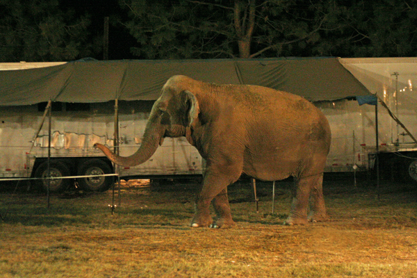 Elephant