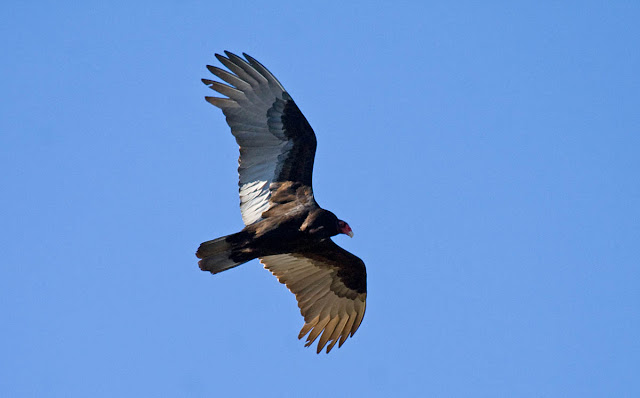 Turkey Vulture