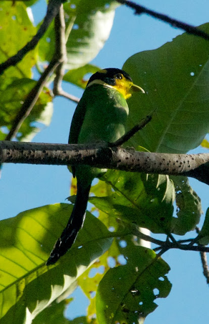 Long-tailed Broadbill (Psarisomus dalhousiae)