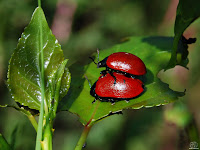 Escarabajo rojo del chopo (Chrysomela populi).