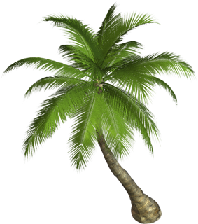 palmera,png,vegetacion,playa,cutaut,arbol,sin fondo.