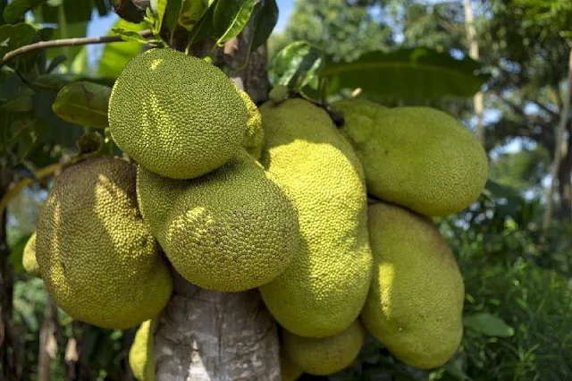 El árbol de Yaca , o fruta Yaca, jaca, nangka jackfruit es la fruta más grande que existe en el mundo