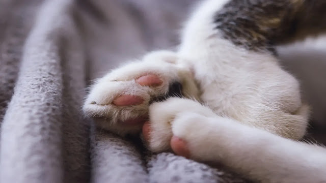 Cat Paw